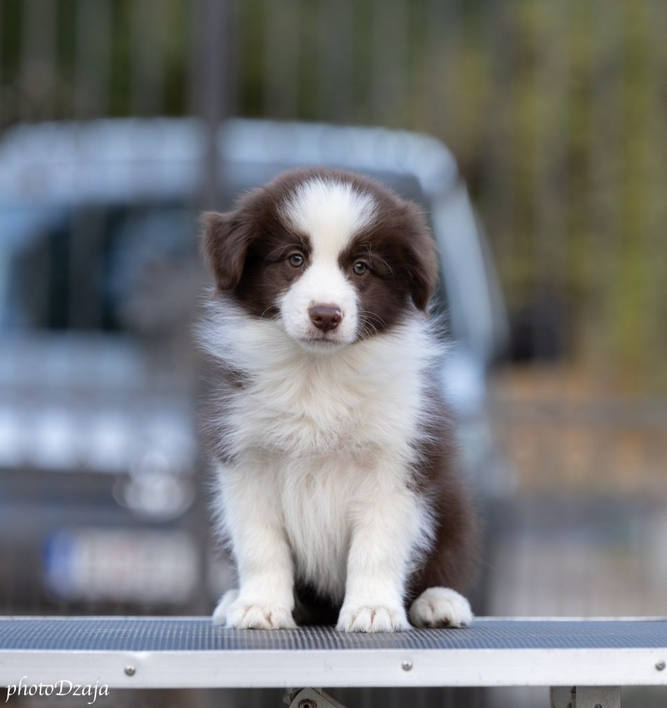 Border Collie cuccioli