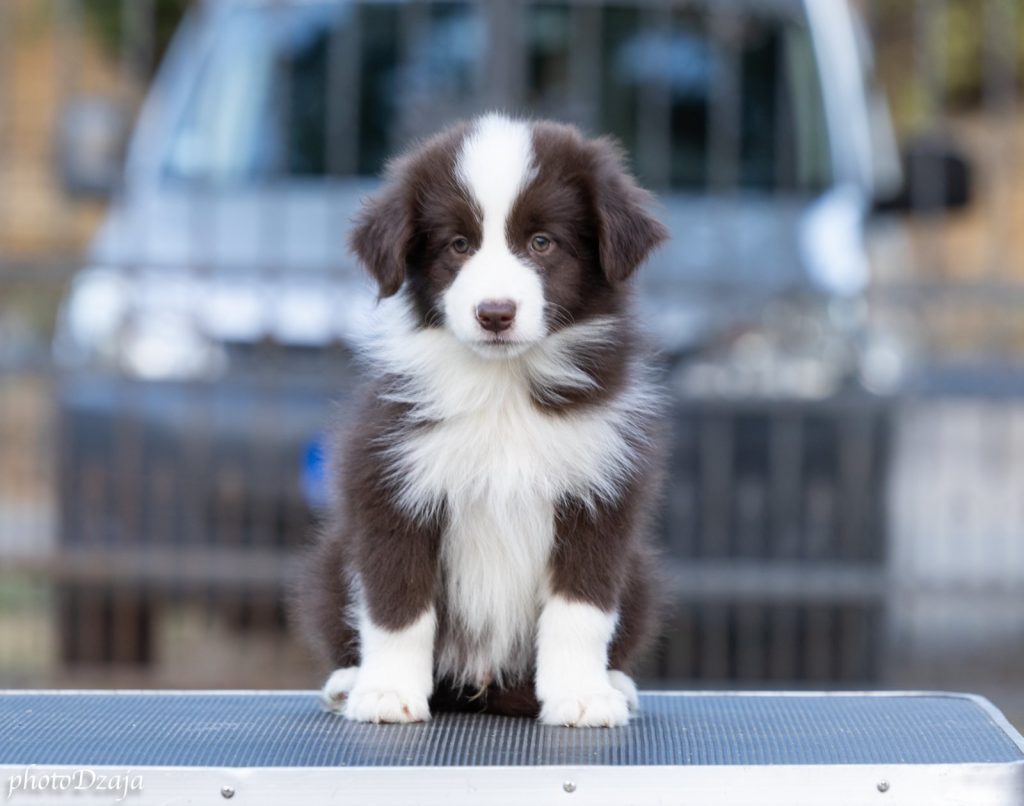 Border Collie cuccioli