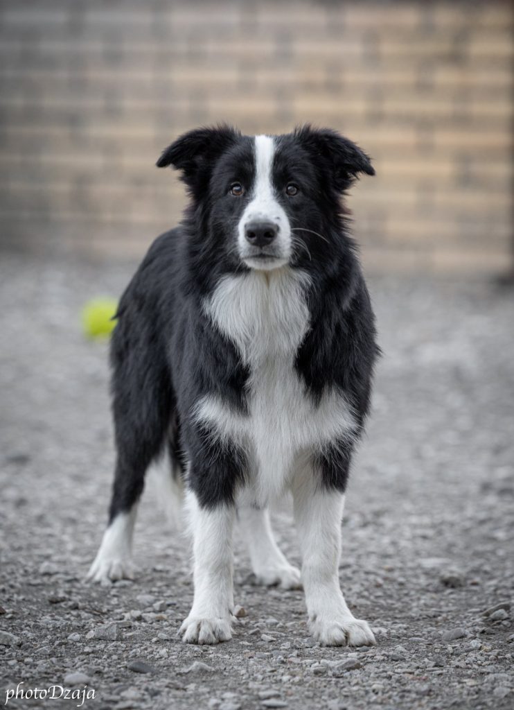 Border Collie cuccioli