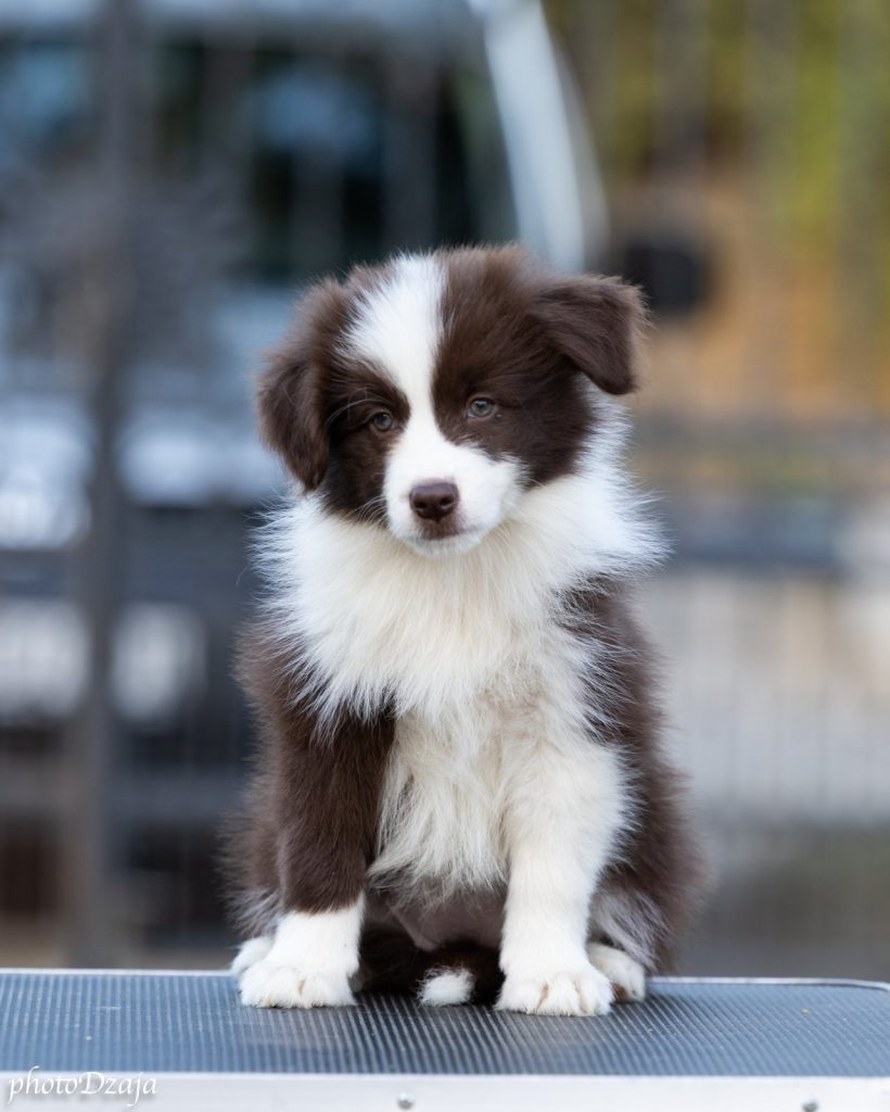 Border Collie cuccioli