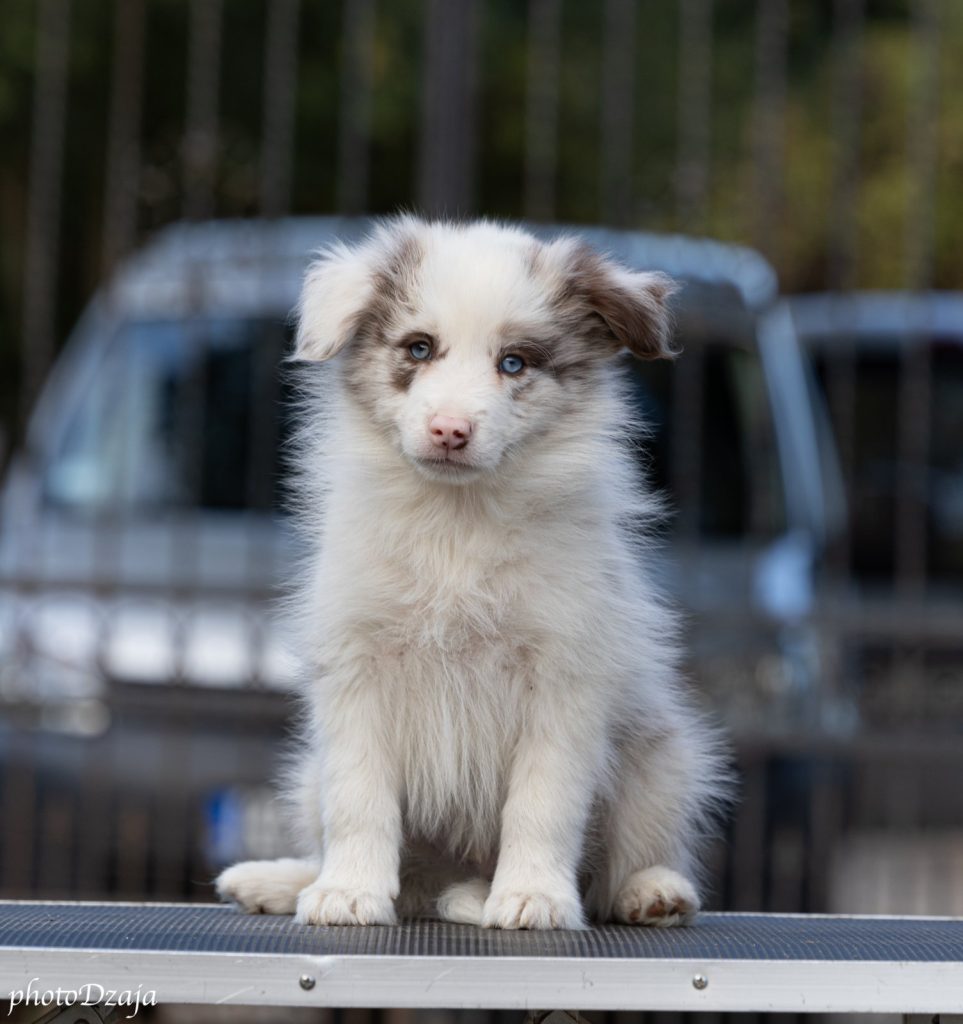 Border Collie cuccioli