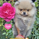 Pomeranian Boo – cuccioli