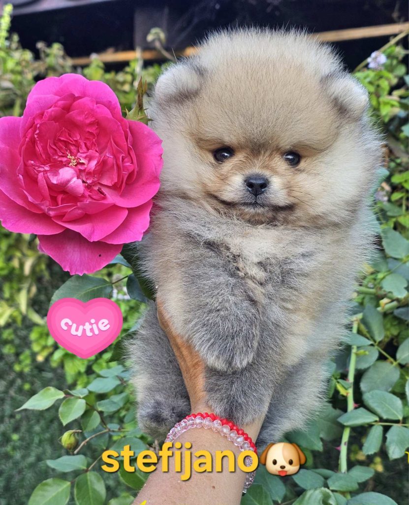 Pomeranian Boo – cuccioli