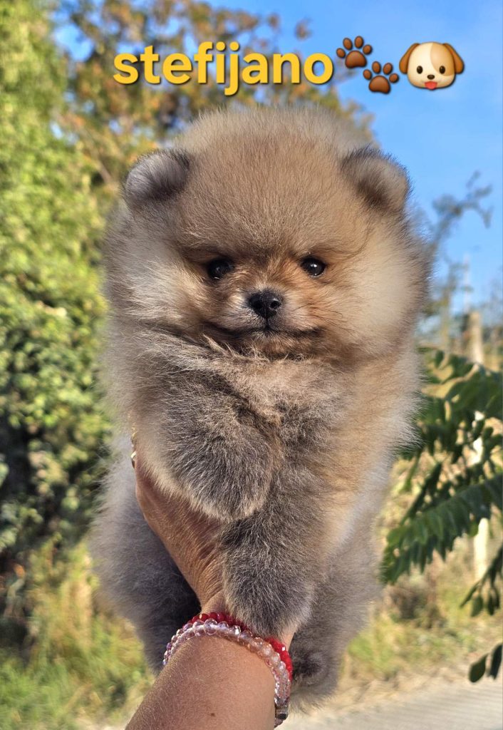 Pomeranian Boo – cuccioli