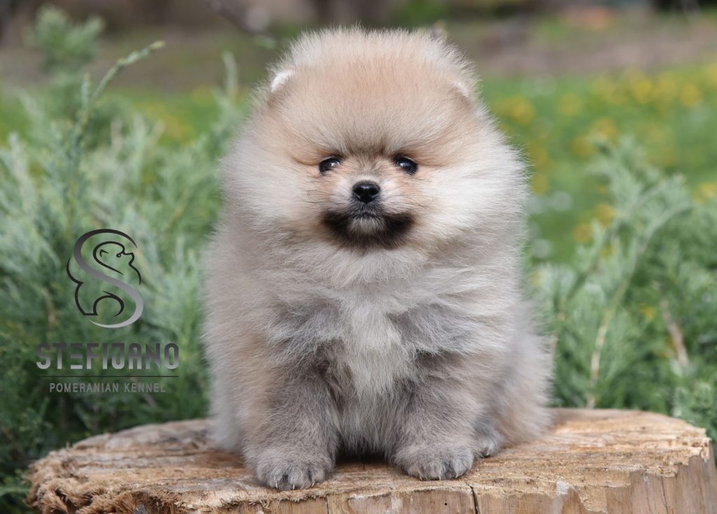 Pomeranian Boo – cuccioli