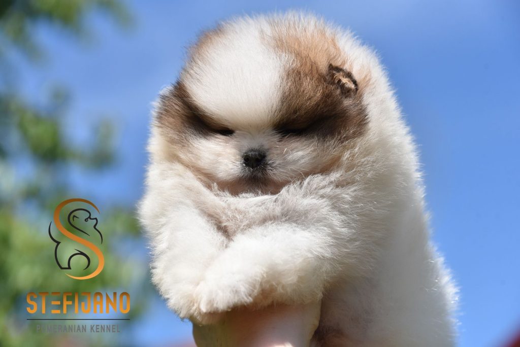 Pomeranian Boo – cuccioli