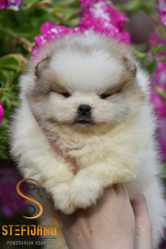 Pomeranian Boo – cuccioli