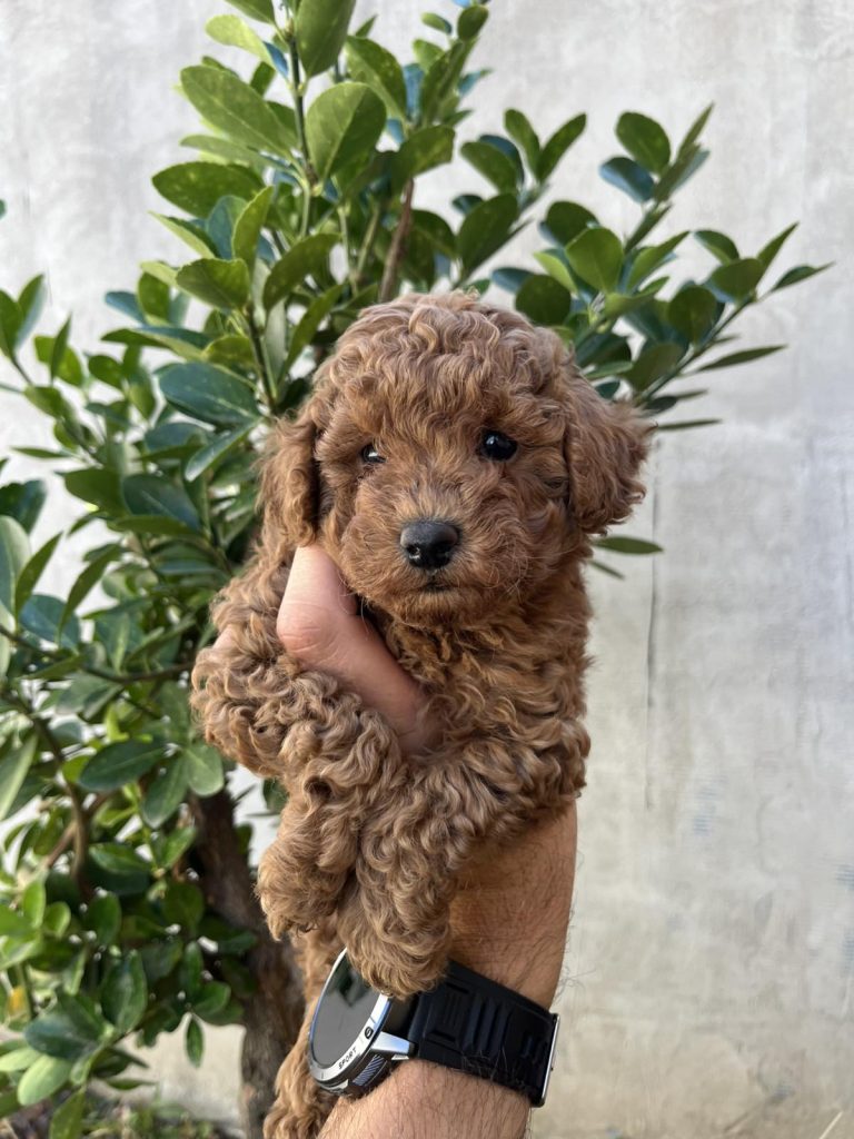 Cuccioli di Barboncino Miniature, Toy e Teacup e Bassotti