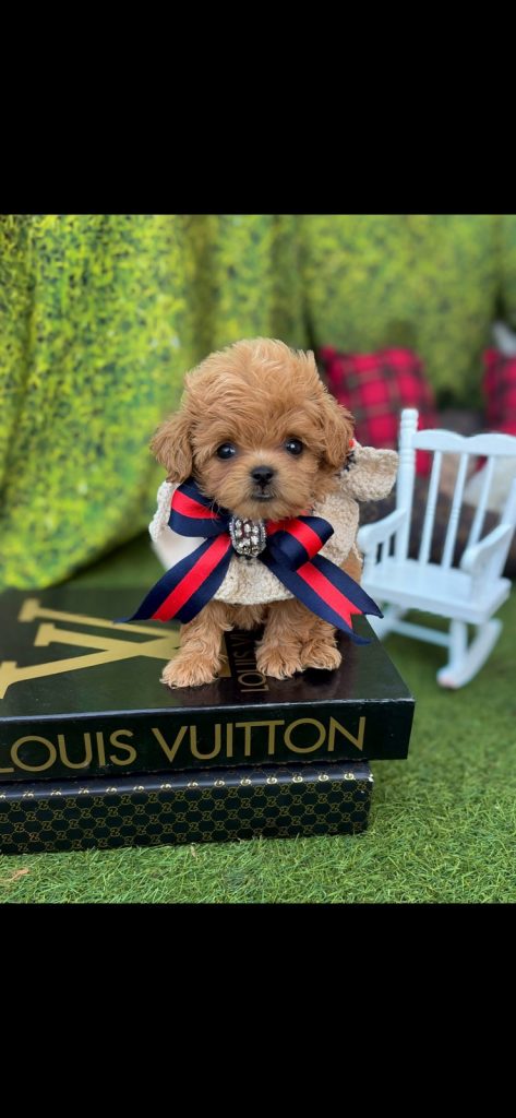 Cuccioli di Barboncino Miniature, Toy e Teacup e Bassotti