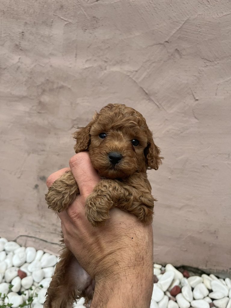 Cuccioli di Barboncino Miniature, Toy e Teacup e Bassotti