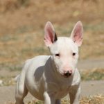 Cuccioli di Bull Terrier Miniatura