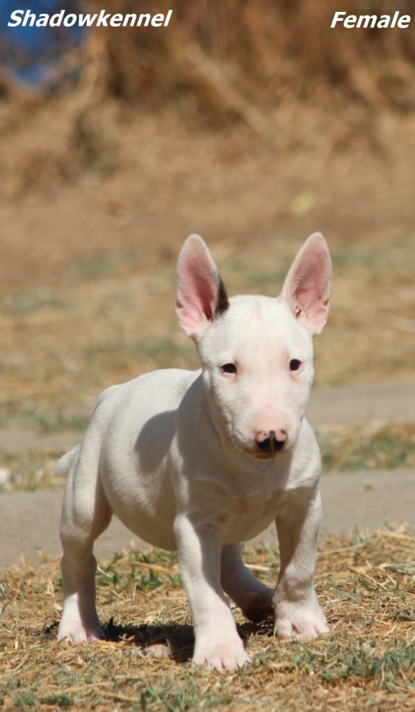 Cuccioli di Bull Terrier Miniatura