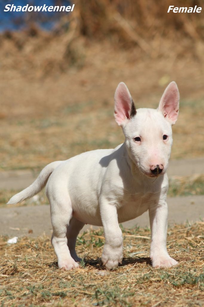 Cuccioli di Bull Terrier Miniatura