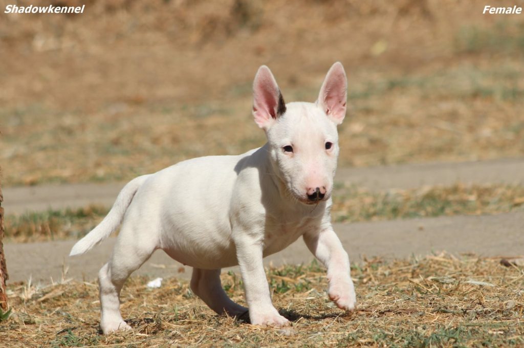 Cuccioli di Bull Terrier Miniatura