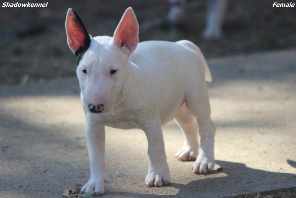 Cuccioli di Bull Terrier Miniatura