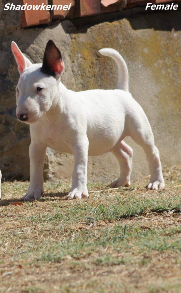 Cuccioli di Bull Terrier Miniatura