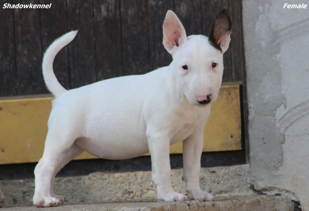 Cuccioli di Bull Terrier Miniatura