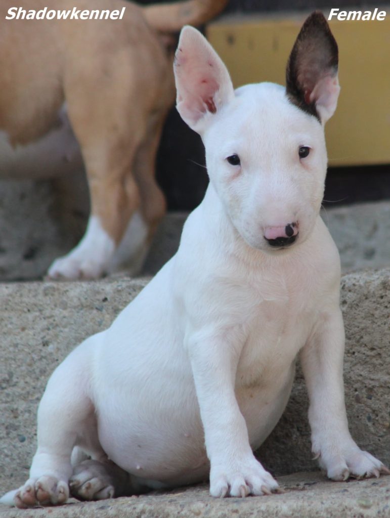 Cuccioli di Bull Terrier Miniatura
