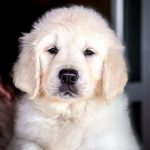 Golden Retriever – Cuccioli di alta qualità