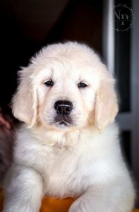 Golden Retriever – Cuccioli di alta qualità