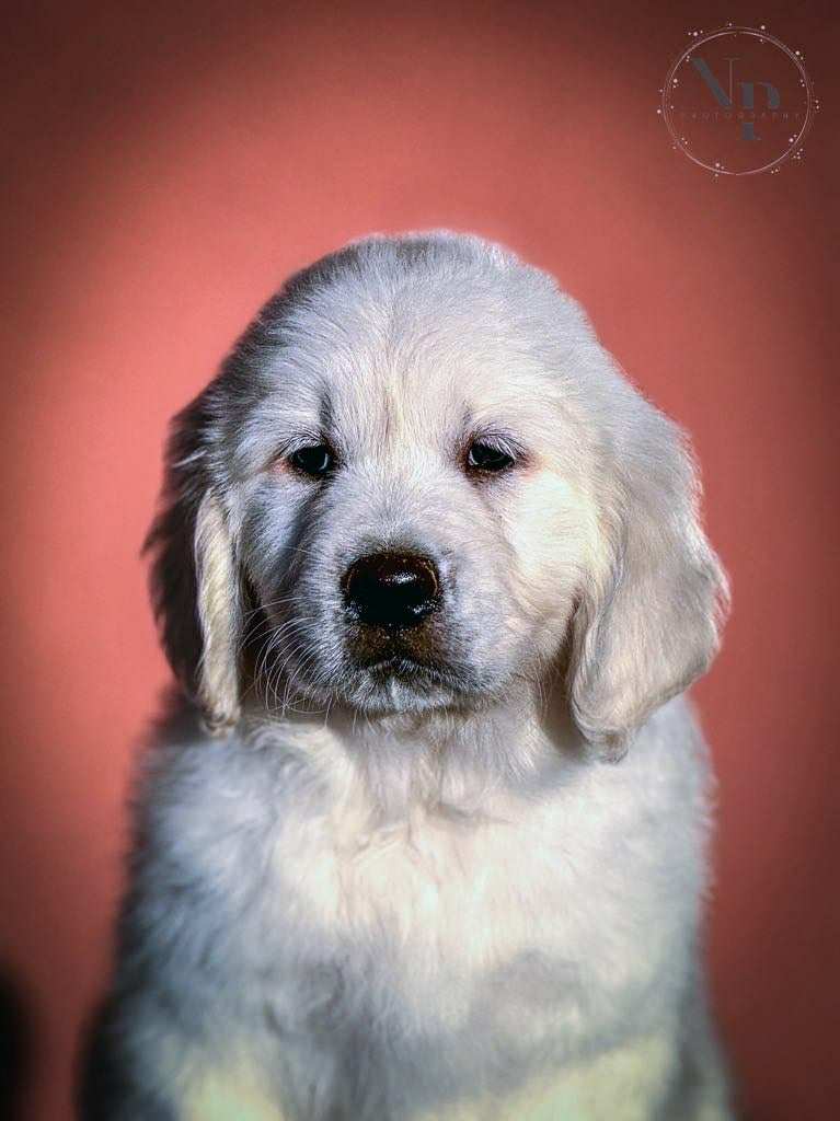 Golden Retriever – Cuccioli di alta qualità