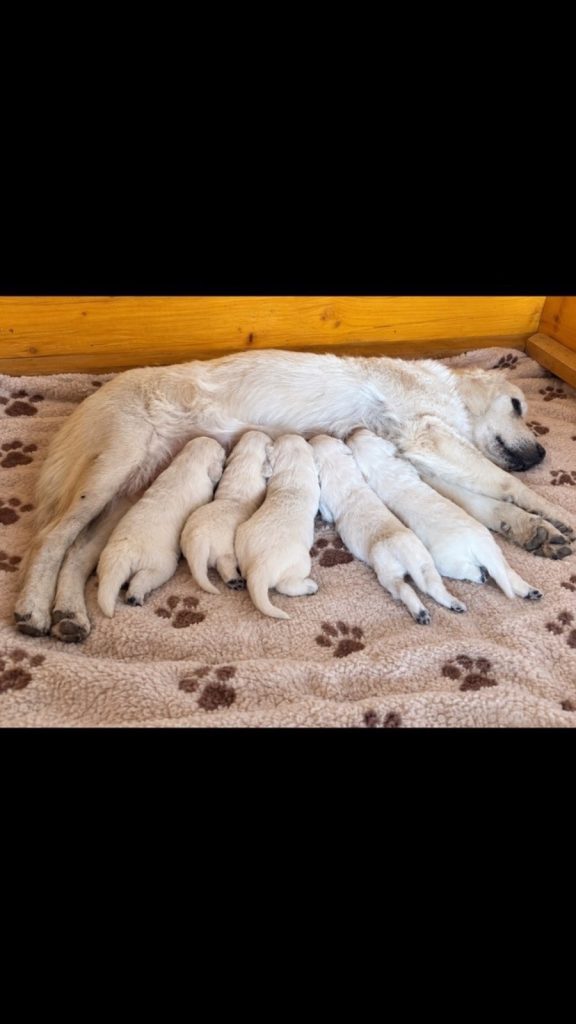 Golden Retriever – Cuccioli di alta qualità